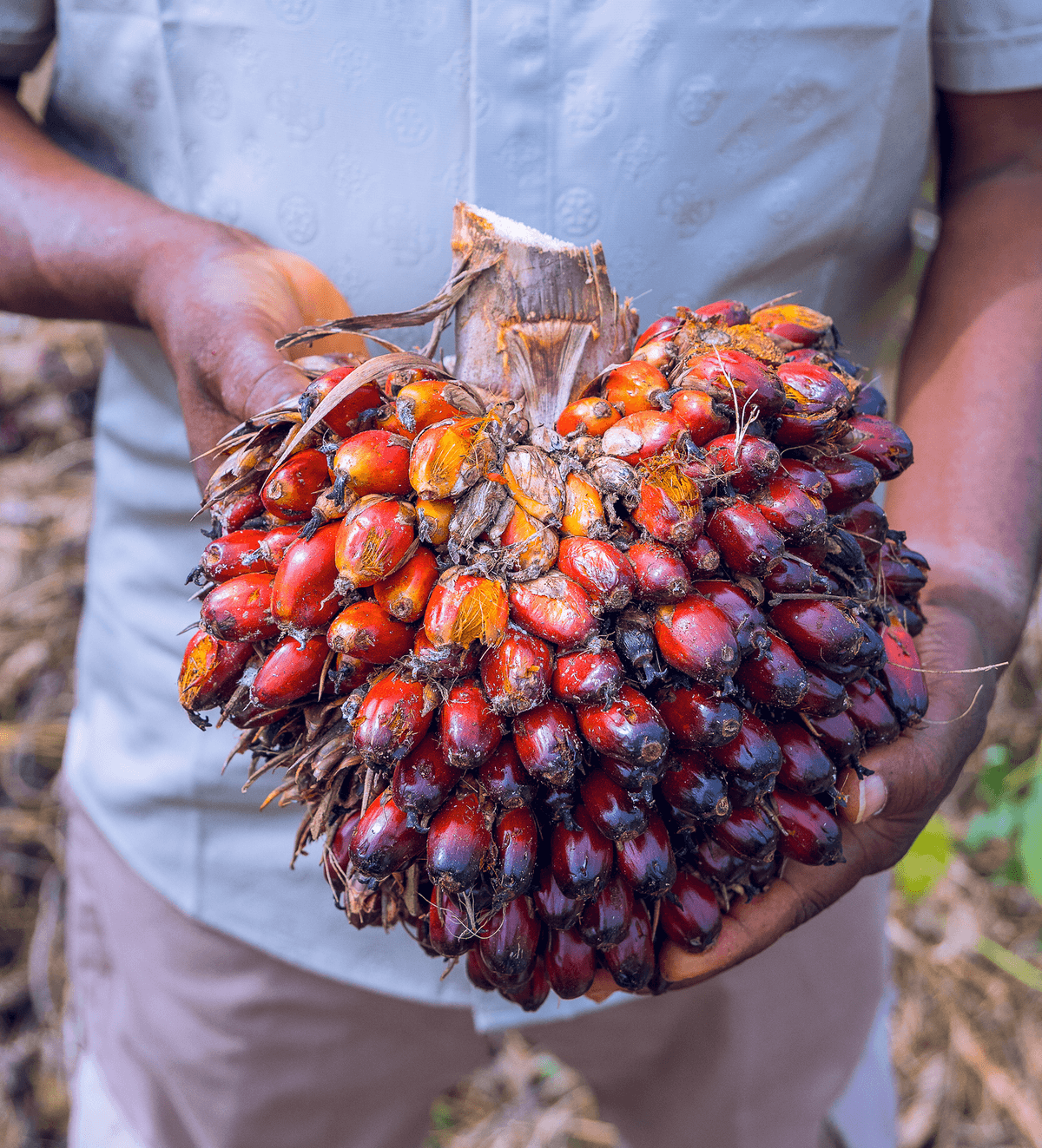 Aerial view of palm plantation