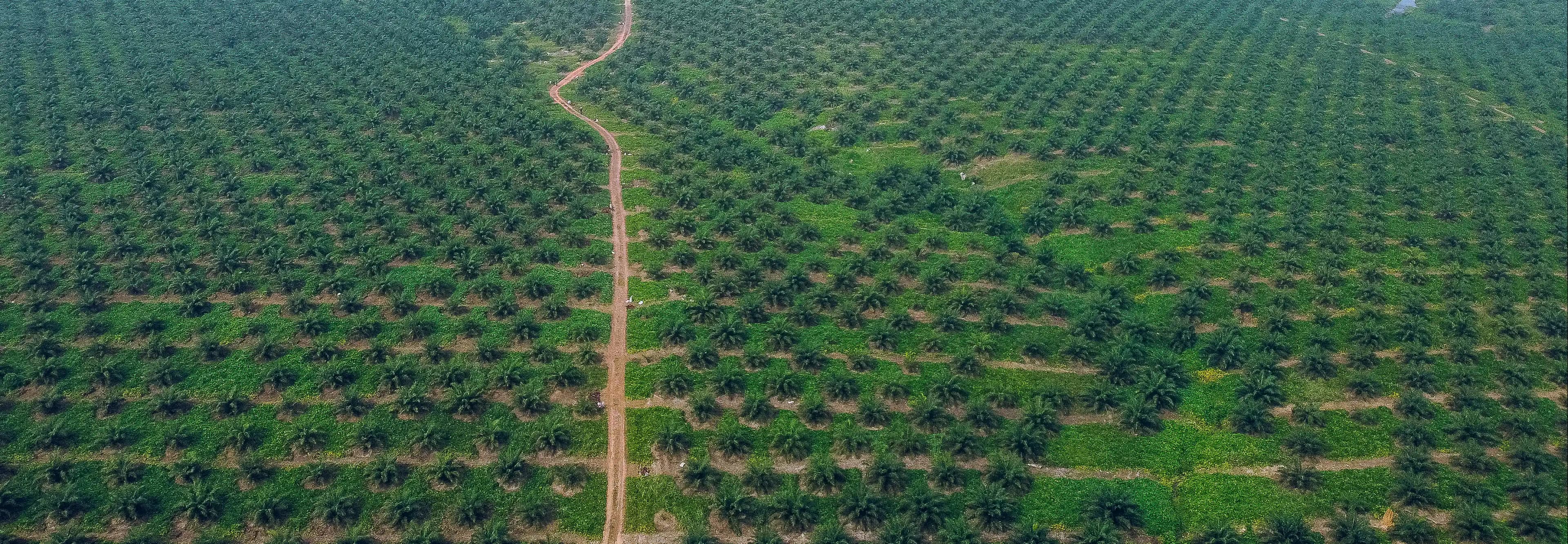 Aerial view of JB Farms oil palm plantation