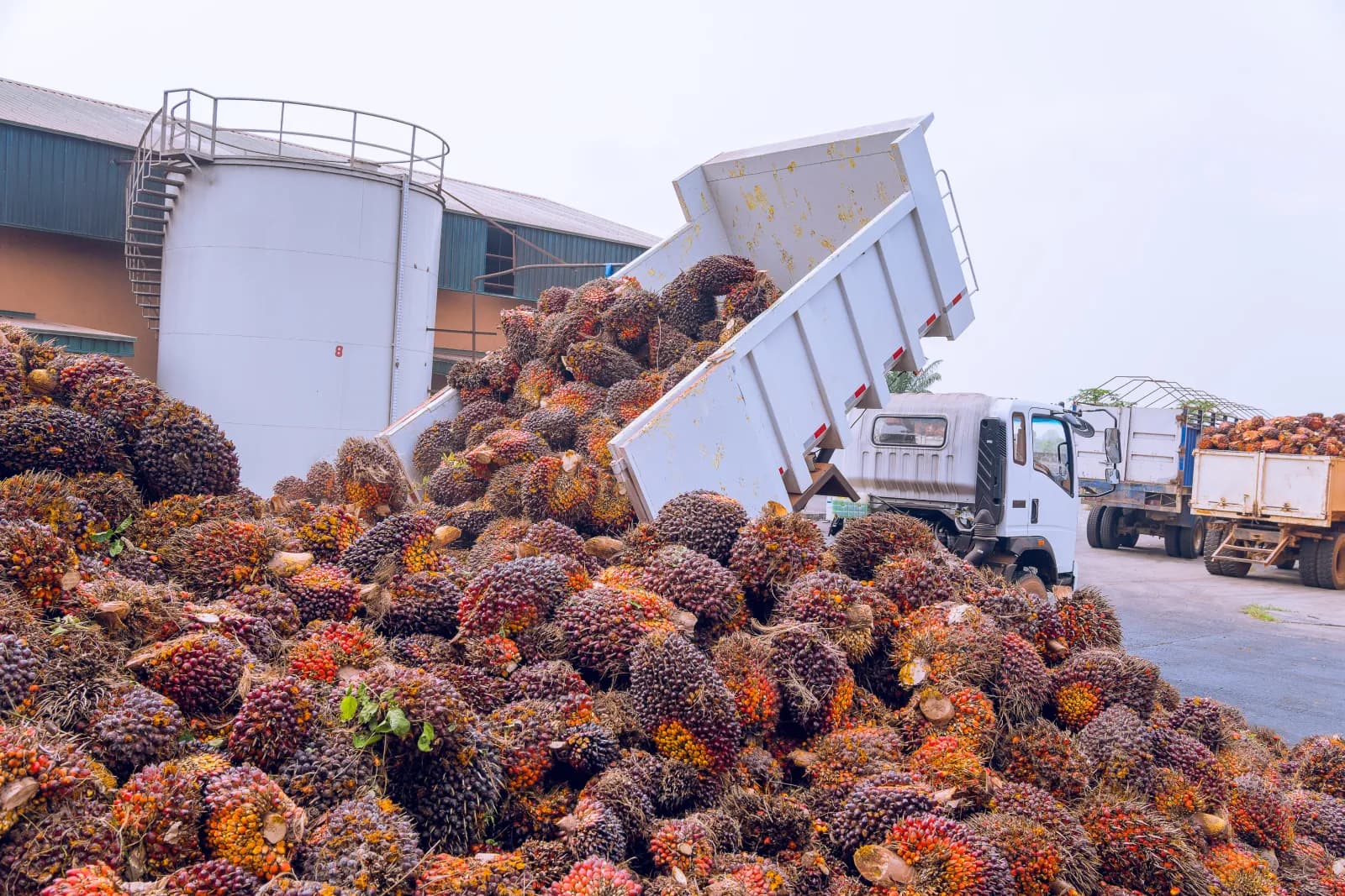 JB Farms oil palm plantation aerial view