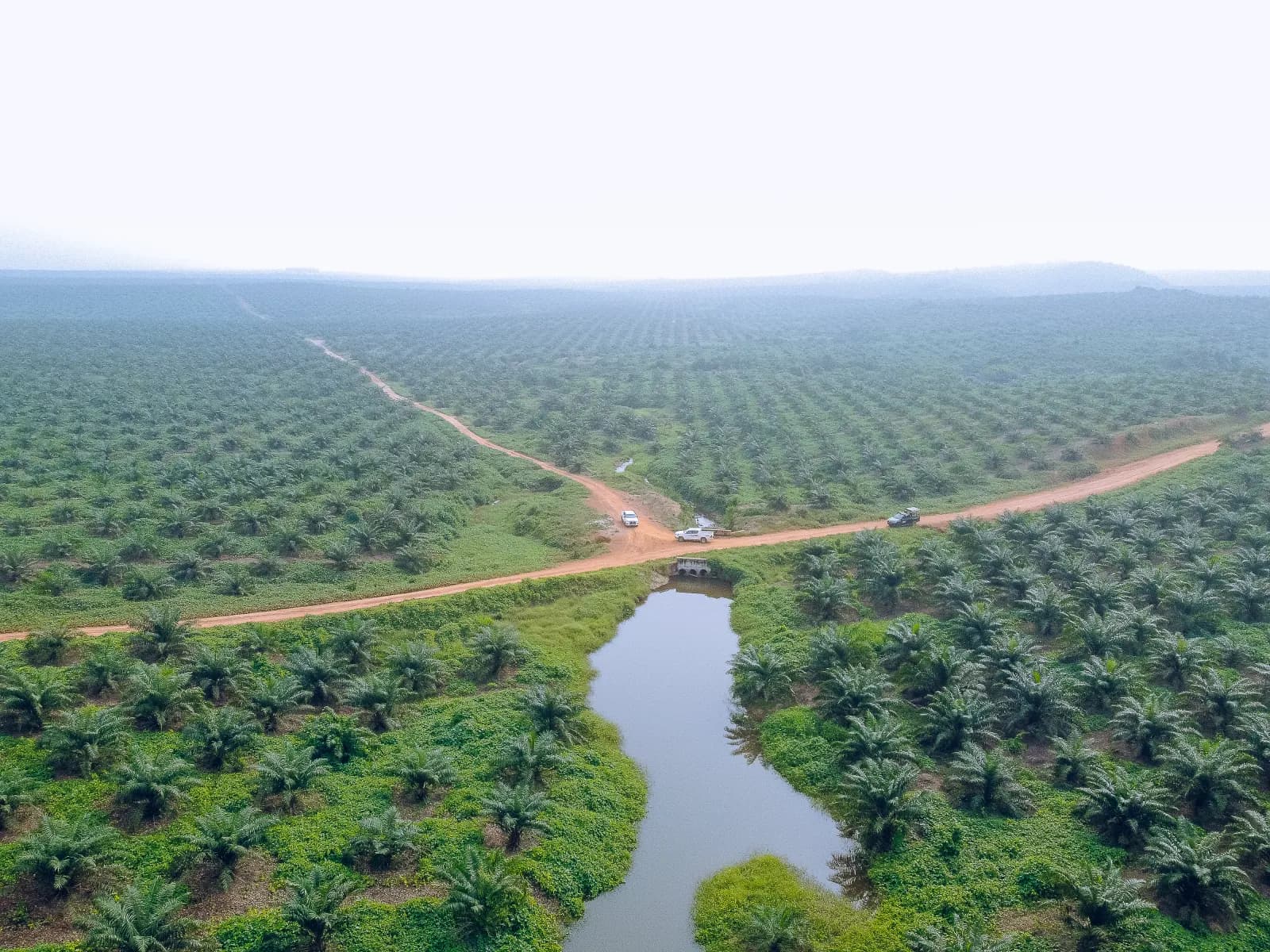 Aerial view of JB Farms plantation in Ore, Ondo State