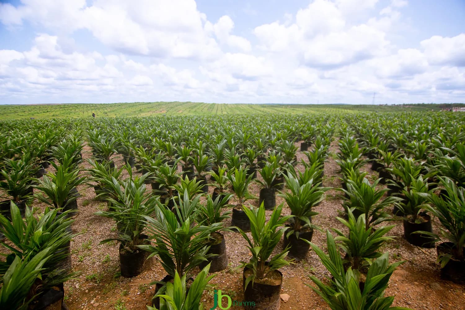 Palm oil plantation field