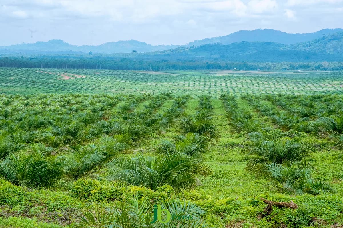 Fresh palm fruit bunches ready for processing