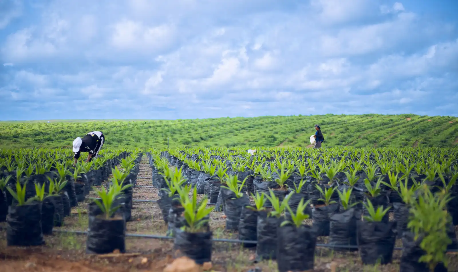 Aerial view of palm plantation