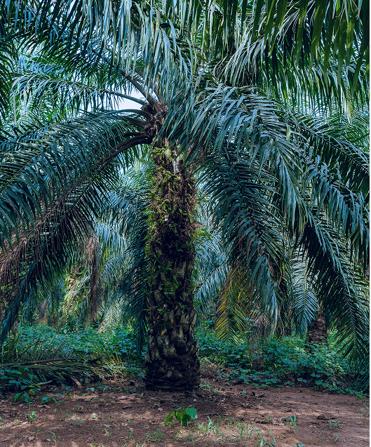 Worker managing oil palm plantation at JB Farms