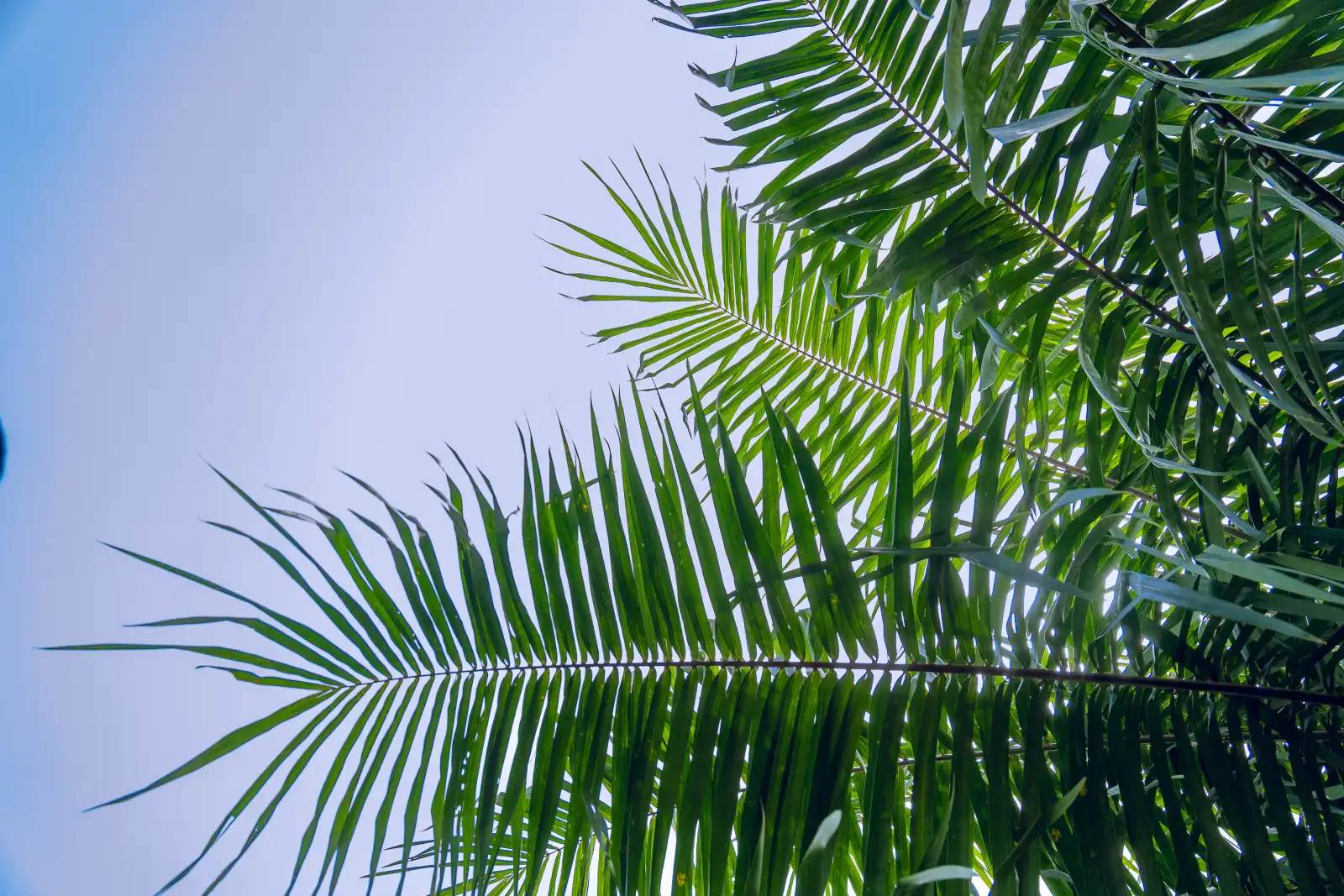 Aerial view of JB Farms oil palm plantation